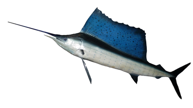 バショウカジキの釣果 釣り情報まとめ アングラーズ 釣果250万件の魚釣り情報サイト バショウカジキの釣果 釣り情報まとめ アングラーズ 釣果250万件の魚釣り情報サイト
