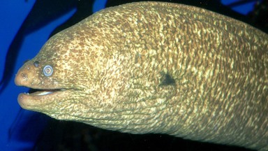ウツボ