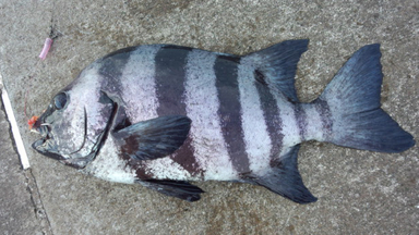 富山県で釣れたシマダイの釣り 釣果情報 アングラーズ 釣果250万件の魚釣り情報サイト