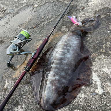 SHIMANO Sephia LIMITED S85ML - アングラーズ | 釣果360万件の魚釣り ...