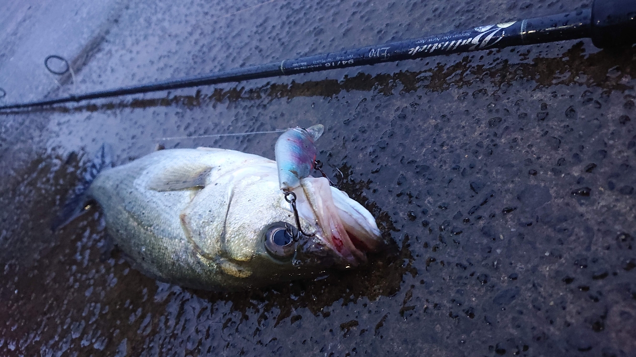 オンライン安い - ヤマガブランクス BALLISTICK evo 94/16