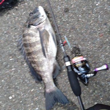 限定カラー 20 CORTO(コルト) UX 20GORUS-572UL-HS | cmmulungu.pb.gov.br