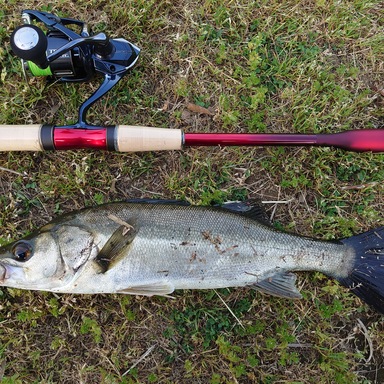 Shimano New World Shaula 21r 2 アングラーズ 釣果300万件の魚釣り情報サイト