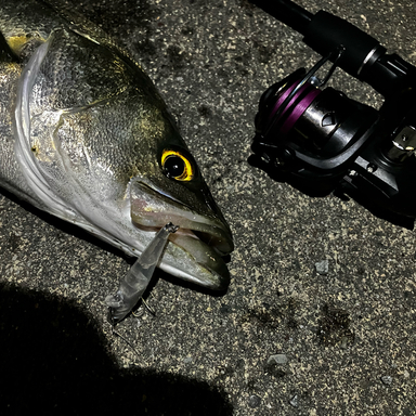 Daiso Lure Rod Vara Dc Pcscatam 210 Lure Rod アングラーズ 釣果300万件の魚釣り情報サイト