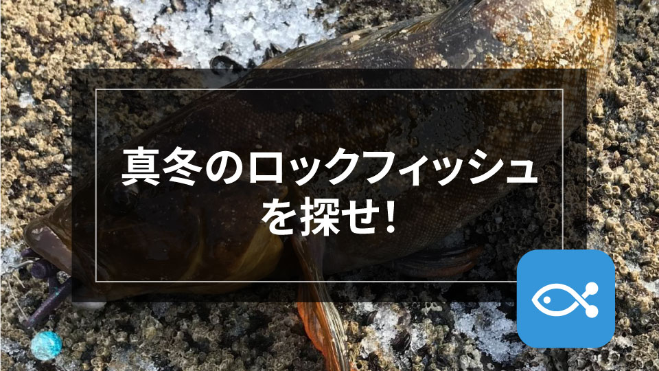 真冬のロックフィッシュ