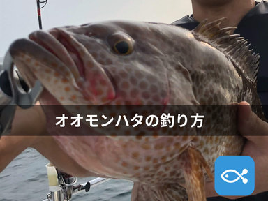 実践から考えたボートで狙うオオモンハタの釣り方はこちらです