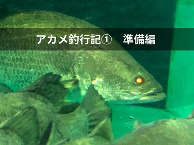 日本3大怪魚に挑戦 アカメ釣行①〜準備編〜
