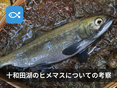 2020年度、十和田湖にヒメマスを狙いに行ってきた!【考察編】