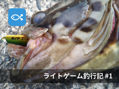 ライト太郎の釣行記〜漁港のライトゲームで高級魚『チャイロマルハタ』が釣れました〜