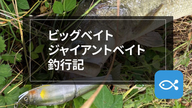【ブラックバス】ビッグベイト/ジャイアントベイト釣行記