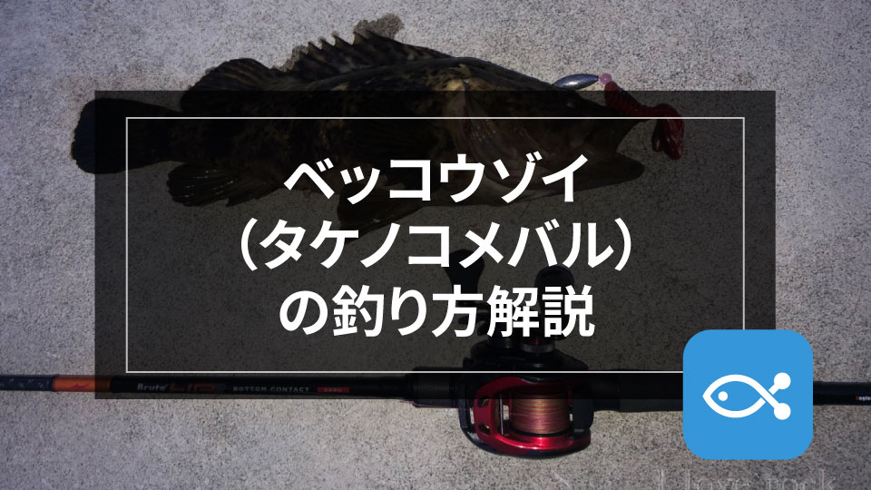 ロックゲーム ベッコウゾイ タケノコメバル を釣ってみよう アングラーズ 釣果300万件の魚釣り情報サイト