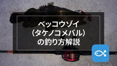 【ロックゲーム】ベッコウゾイ(タケノコメバル)を釣ってみよう!
