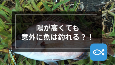 【ライトゲーム】陽が高くても意外に魚は釣れる?