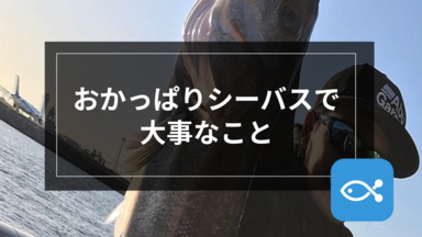 【シーバス】おかっぱりシーバスで大事なことは