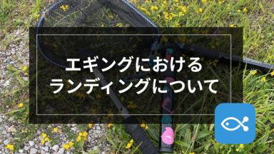 【エギング】ランディングについて-ネット派?ギャフ派?-