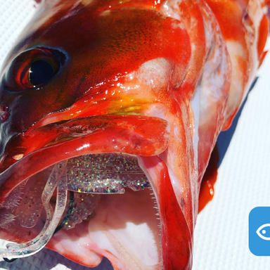 ハタの中でも比較的簡単に釣れるアカハタという魚について