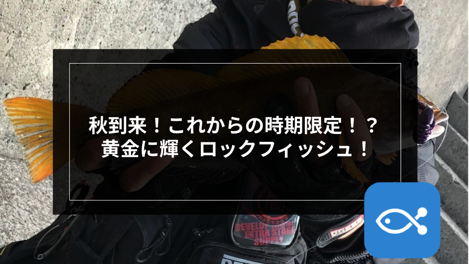 ロックゲーム 秋到来 これからの時期限定 黄金に輝くロックフィッシュ アングラーズ 釣果300万件の魚釣り情報サイト