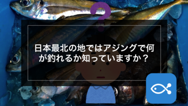 【ライトゲーム】日本最北の地ではアジングで何が釣れるか知っていますか?