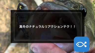 【ブラックバス】これからの時期こそ有効!!真冬のナチュラルリアクションテク!!
