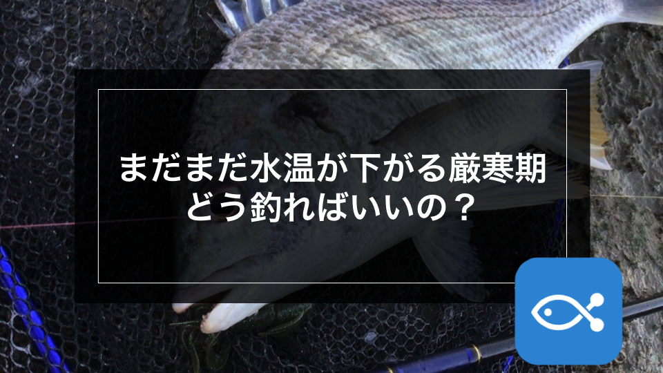チニング まだまだ水温が下がる厳寒期 どう釣ればいいの アングラーズ 釣果300万件の魚釣り情報サイト チニング まだまだ水温が下がる厳寒期 どう釣ればいいの アングラーズ 釣果300万件の魚釣り情報サイト