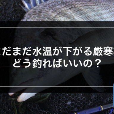 【チニング】まだまだ水温が下がる厳寒期、どう釣ればいいの❓