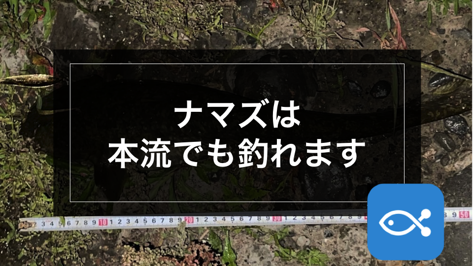 特別企画 ナマズは本流でも釣れます アングラーズ 釣果300万件の魚釣り情報サイト