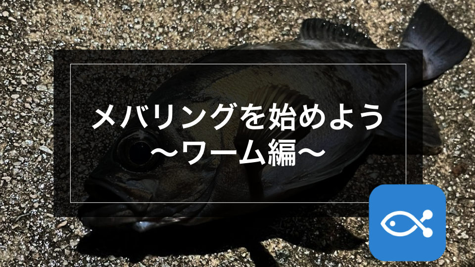 メバリング さあ メバリングを始めよう ワーム編 アングラーズ 釣果300万件の魚釣り情報サイト