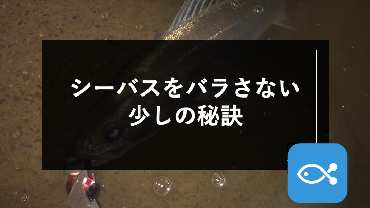 シーバス シーバスをバラさない少しの秘訣 アングラーズ 釣果360万件の魚釣り情報サイト
