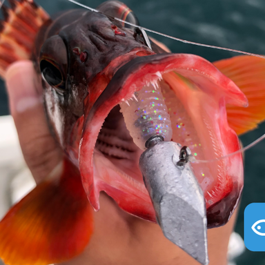 伊豆半島でアカハタを釣るためのジグヘッドとは