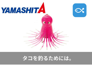 今年、大繁殖しているタコを釣るには