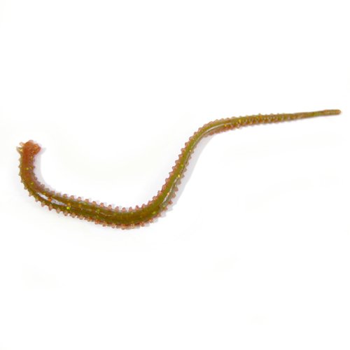 Berkley サンドワーム アオイソメ アングラーズ 釣果250万件の魚釣り情報サイト