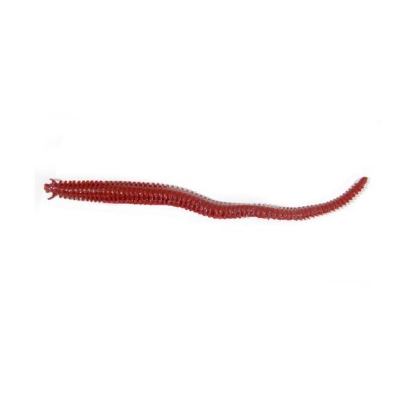 Berkley ガルプ サンドワーム 赤イソメ アングラーズ 釣果360万件の魚釣り情報サイト