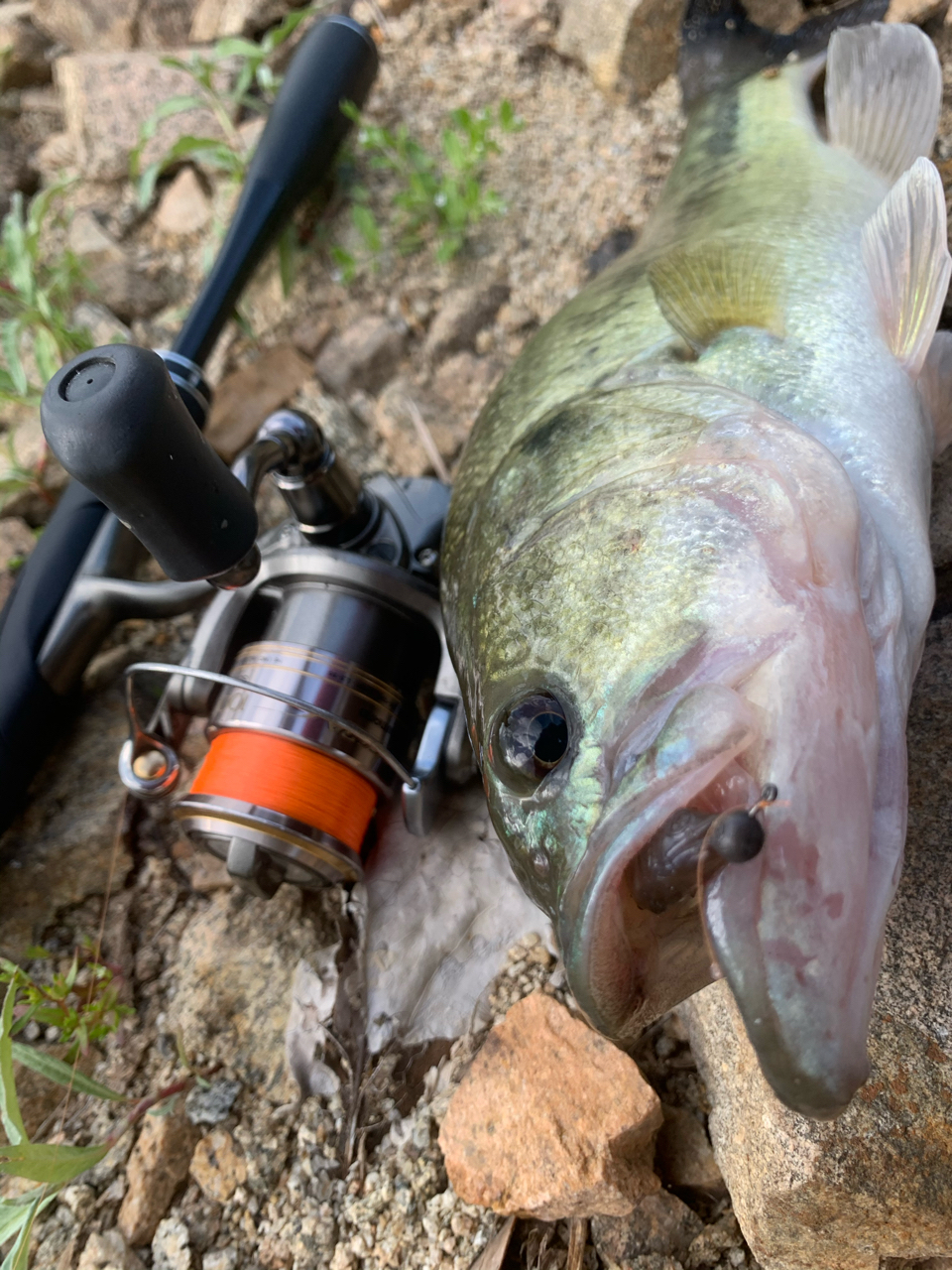 Shimano Poison Adrena 266l 2 アングラーズ 釣果0万件の魚釣り情報サイト