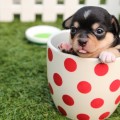 妊娠中にペットを飼うのはNG?覚えておきたい注意点とは 妊娠中にペットを飼うのはNG?覚えておきたい注意点とは
