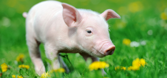 ミニブタをペットにしたい人必見 飼育するには許可が必要 刑事事件弁護士ナビ