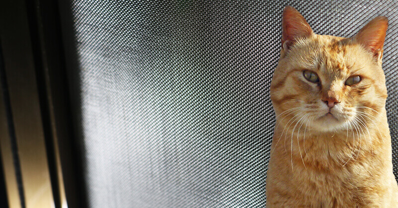 猫マール32