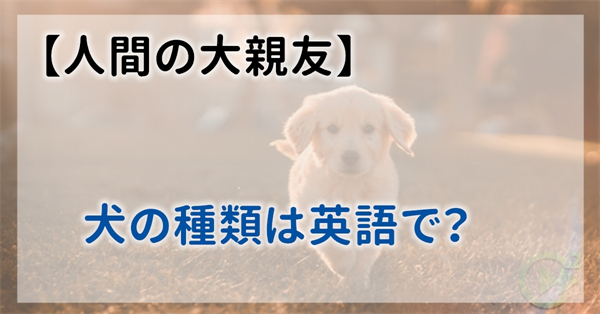 人間の大親友 犬の種類は英語で