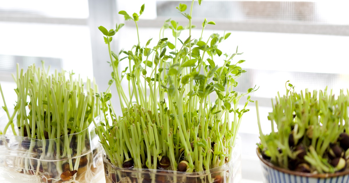 くず野菜を育てて再生する様子を観察してみよう 小学生の自由研究 理科