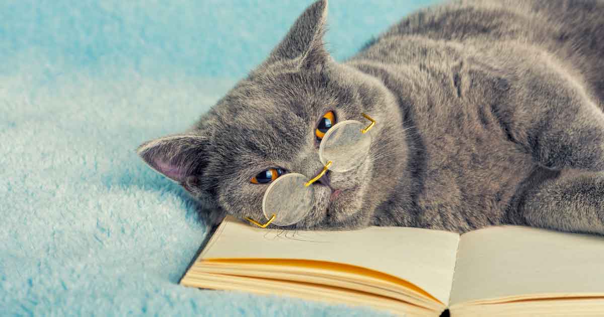 小学生向けおすすめ国語辞典を3つ厳選 定番の三省堂や人気ランキング上位の辞典を紹介します