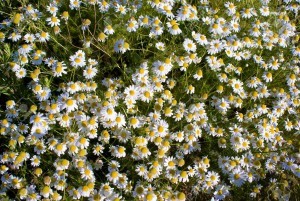 Tea- Serenity Cammomile Flowers