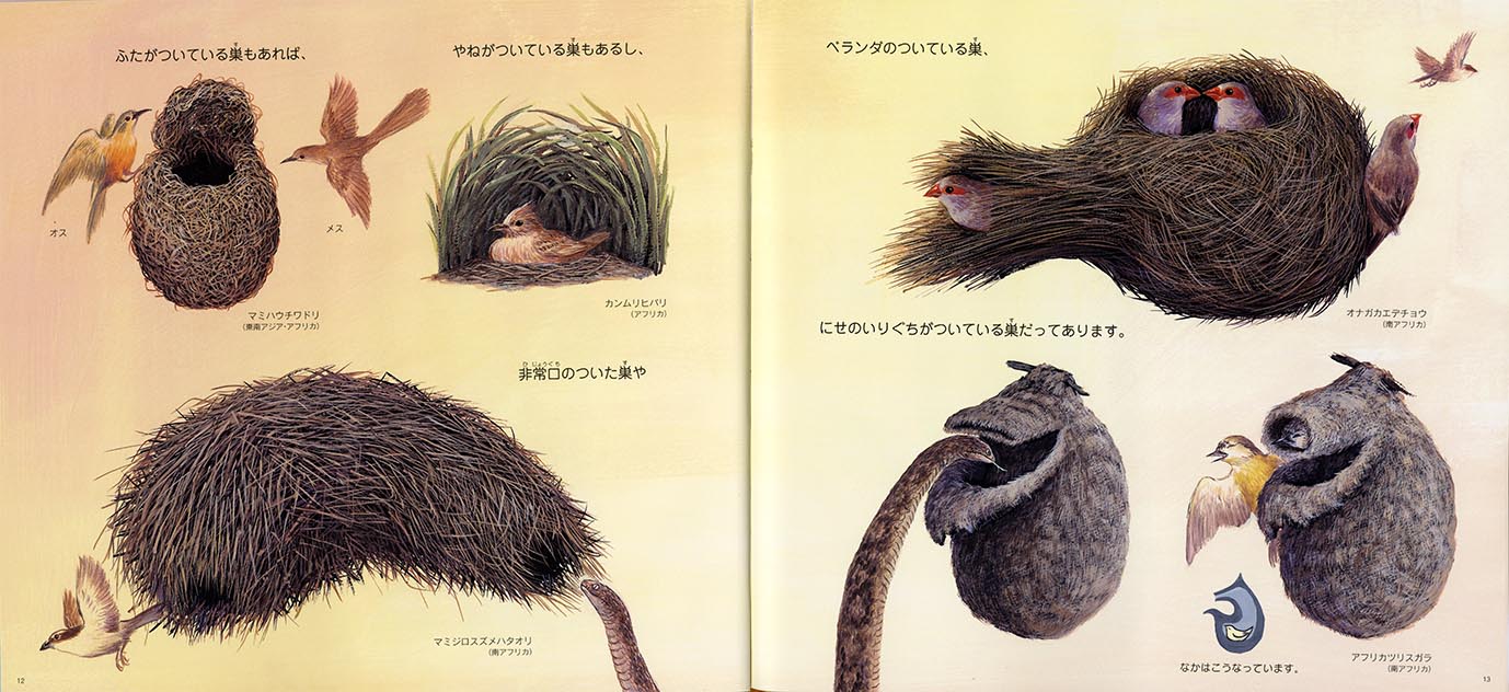 鳥の巣いろいろ