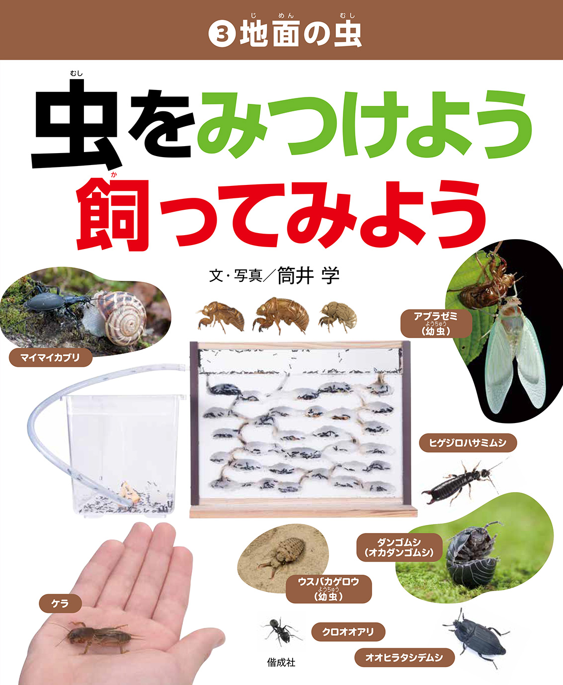 地面の虫