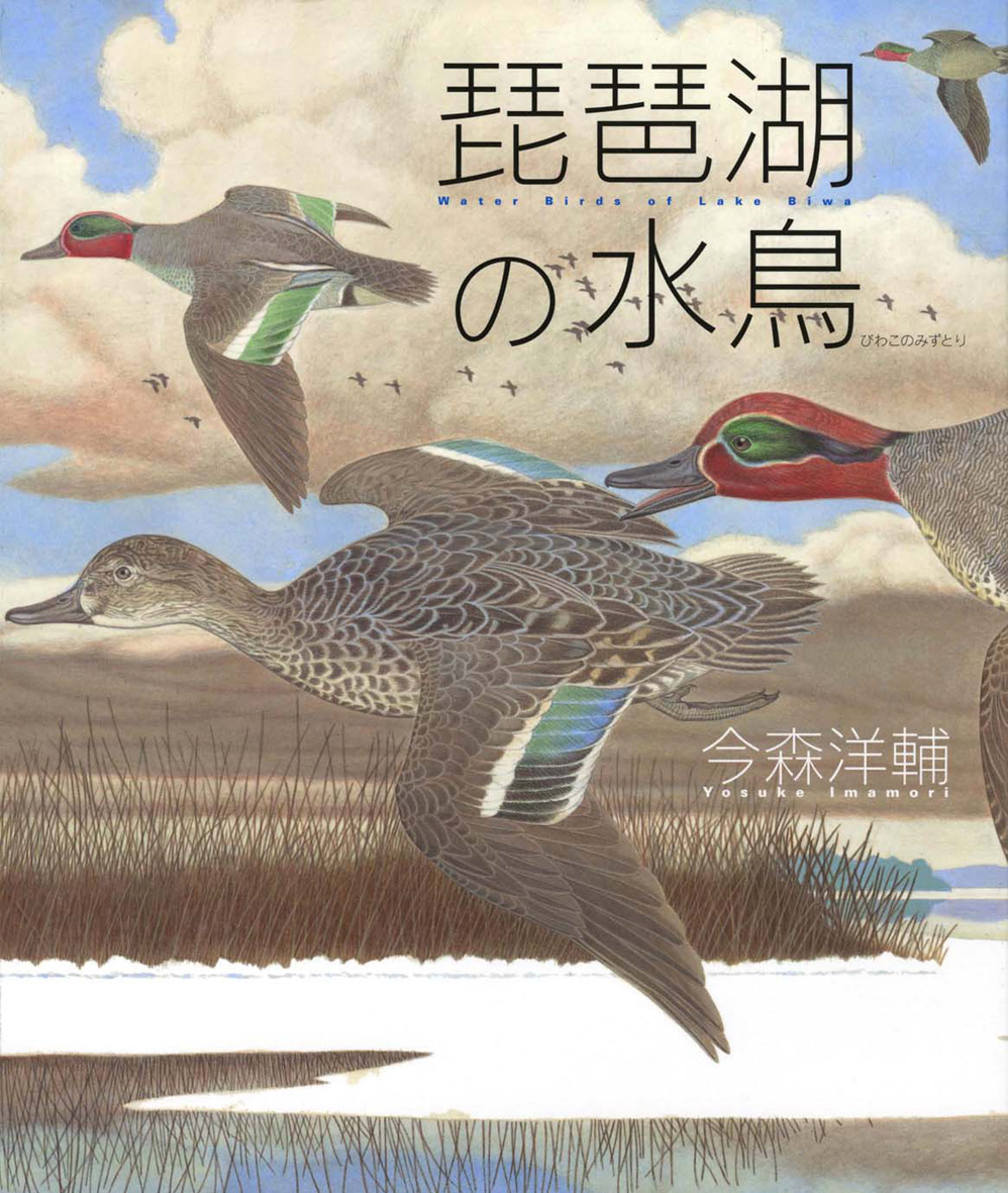 琵琶湖の水鳥