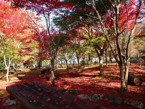 伊豆の秋景色特集 一泊二食飲み放題付きプラン