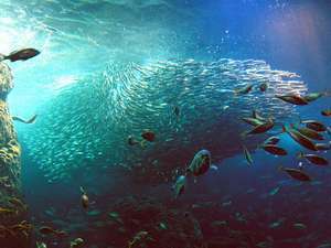 鎌倉プリンスホテル コツメカワウソやカピバラにも会える 新江ノ島水族館入場券 朝食付き 近畿日本ツーリスト