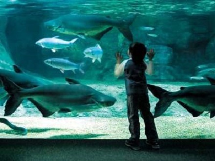 【入館券付】 アクアトト（世界淡水魚園水族館）券付！お値打ち朝食付プラン