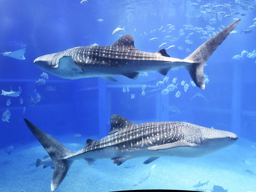 【ホテルプラザ神戸×海遊館】心躍る海の世界へ！海遊館入館券付きプラン