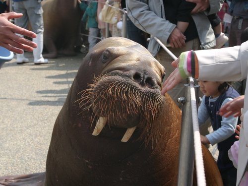 【お子様特典付】水族館「うみたまご」入場券＆オールインクルーシブステイ＜夕朝食＞