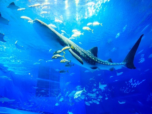 ≪美ら海へアクセス抜群≫ 水族館チケット付きプラン〜朝食付き〜