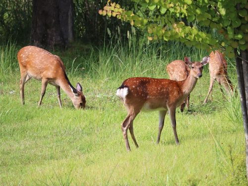 山中湖ペンションブルーリボン 山梨 山中湖 写真ライブラリ 近畿日本ツーリスト